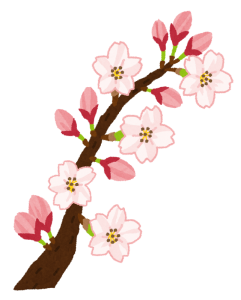 sakura_kaika